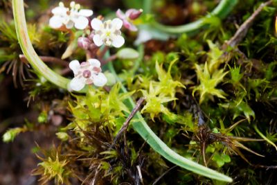 Dwarf Spider Orchid